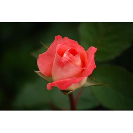 LAMINATED POSTER Hybrid Red Flower Tea Rose Bloom Rose Regatta Poster Print 24 x