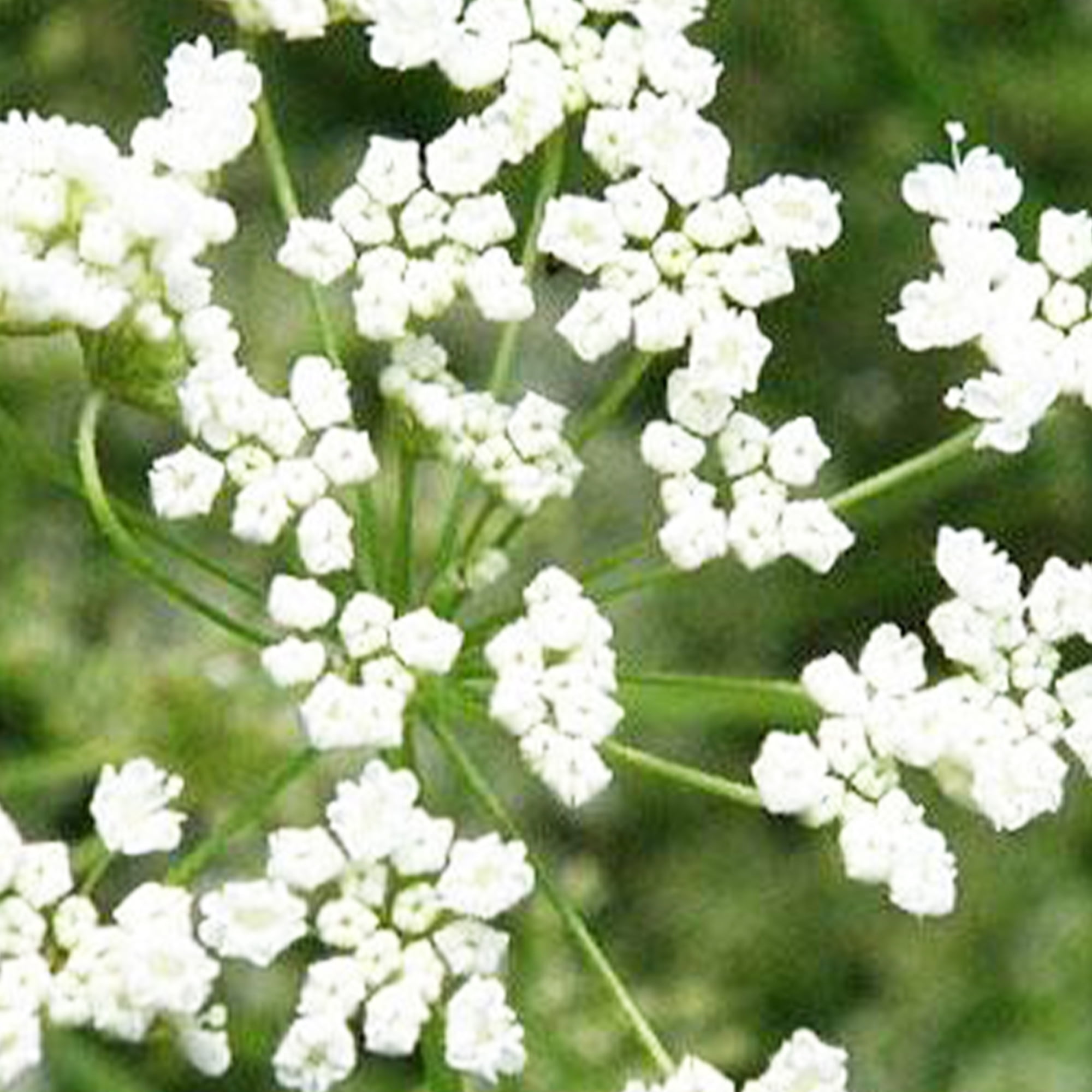 Anise Herb Seeds 250 mg 100 Seeds NonGMO, Heirloom Culinary Herb Gardening & Herbal Tea