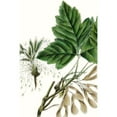 thumbnail image 3 of Nuttall, Thomas 13x18 Black Modern Framed Museum Art Print Titled - California Box Elder, 3 of 5