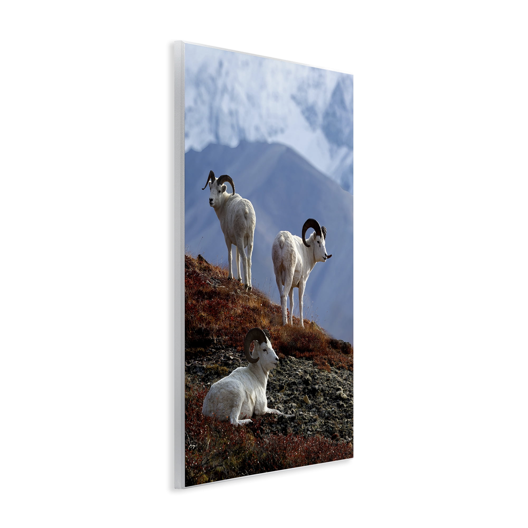 Stupell Industries Dall Sheep on Cliff Landscape & Nature Photography Unframed Art Print Wall Art, 13 x 19