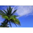 thumbnail image 1 of Palm Tree Against Perfect Sky Poster Print by Don Hammond, 34 x 22 - Large, 1 of 1