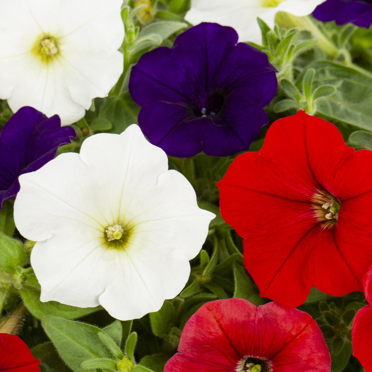 Containers Made Easy 3QT Red White Blue Petunias Live Annual Plant Sun 2-Pack
