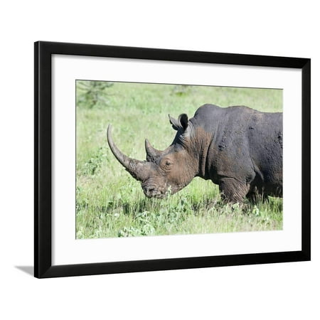 White Rhinoceros Kenya  Framed Print Wall Art  By Martin 