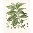 thumbnail image 3 of Babbitt, Gwendolyn 12x14 Black Modern Framed Museum Art Print Titled - Coffee Botanical, 3 of 5