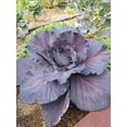 thumbnail image 2 of TomorrowSeeds - Red Acre Cabbage Seeds - 1000+ Count - For 2026 Planting Heirloom Coldy Hardy, 2 of 9