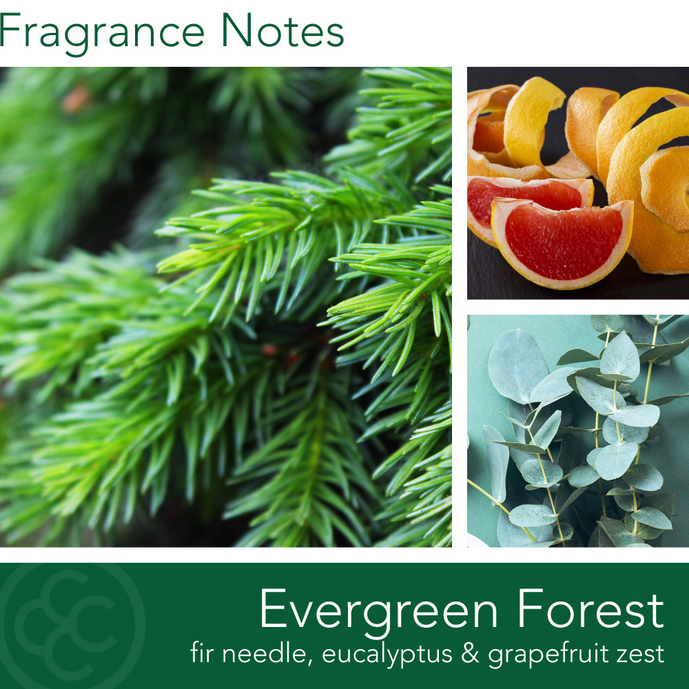 Colonial Candle Evergreen Forest 14.5 oz 3 Wick Candle, Green