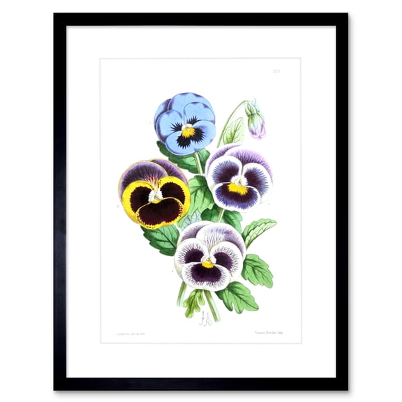 Flower Pansies Viola Illustration Art Print Framed Poster Wall Decor 9x7 inch