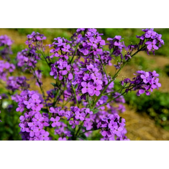 1500 DAMES ROCKET (Danask Violet) Hesperis Matronalis Dame's Purple Flower Seeds