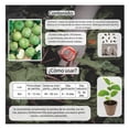 thumbnail image 3 of Semillas Tomate Verde Vita, 3 of 5