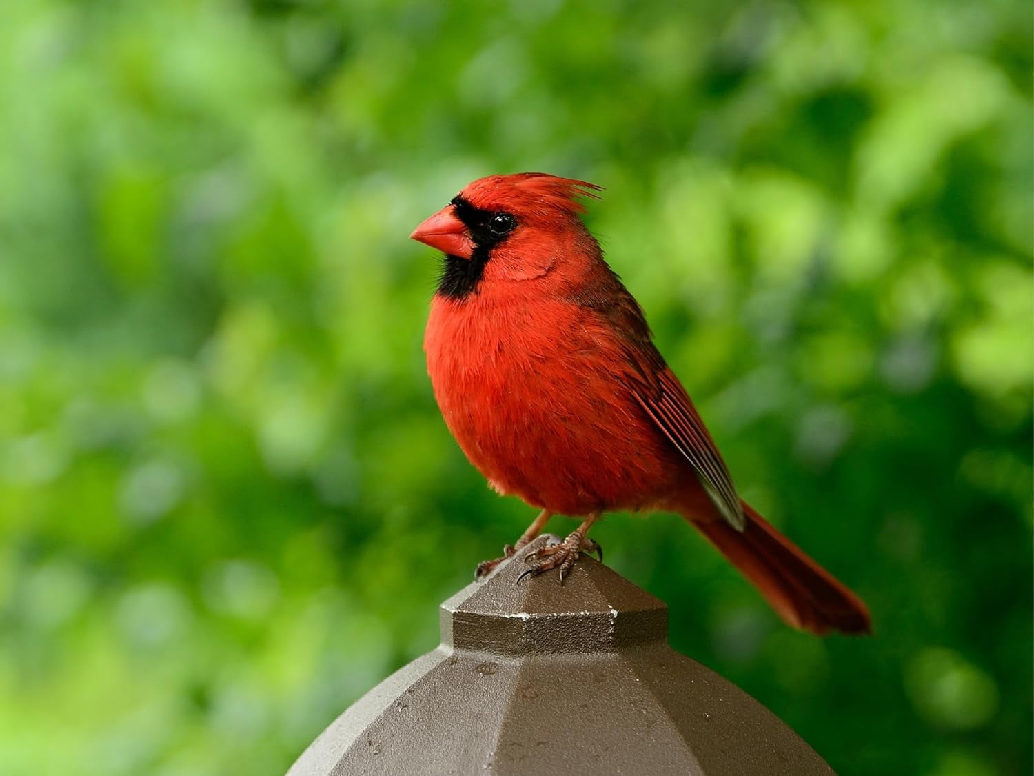 Evergreen Farm and Garden Bird Seed Cylinders - (4 Small Cylinders, Neat Beak)