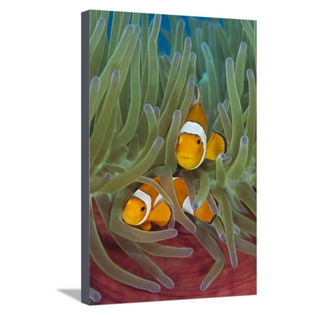 Rf- Western Clownfish (Amphiprion Oceallaris) In Magnificent Sea Anemone (Heteractis Magnifica) Stretched Canvas Print Wall Art By Alex