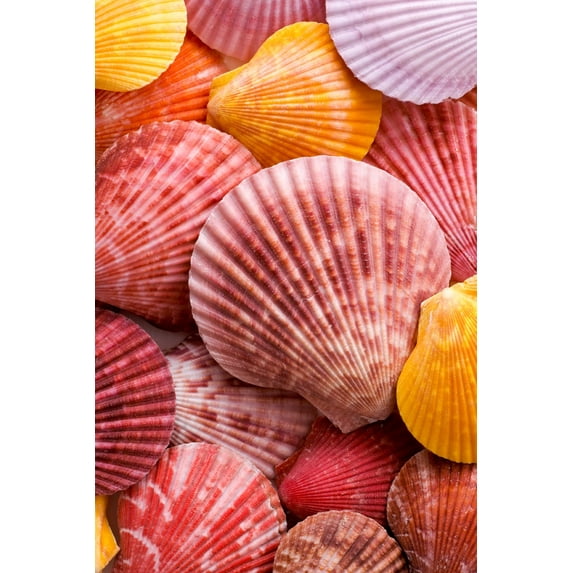 Colorful Seashells (12x18 Wall Art Poster, Room Decor)