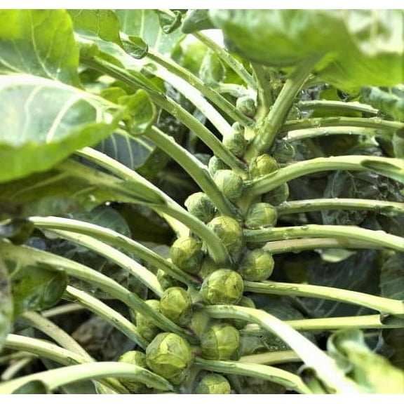 Country Creek Acres 200 Brussel Sprouts Plant Seeds, Heirloom, Non-GMO, Early Sprouting