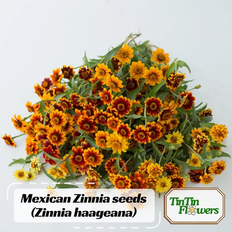 30 Seeds Mexican Zinnia - Zinnia Flower Seeds - Bright Blooming Annuals - Heat Tolerant Flowers