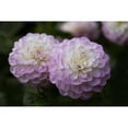 thumbnail image 3 of Crane, Rita 18x13 Black Modern Framed Museum Art Print Titled - Lavender Dahlia IX, 3 of 5