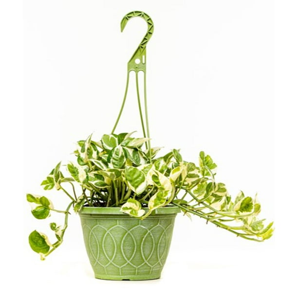 Pothos Indoor Live Plant Hanging Basket 3QT