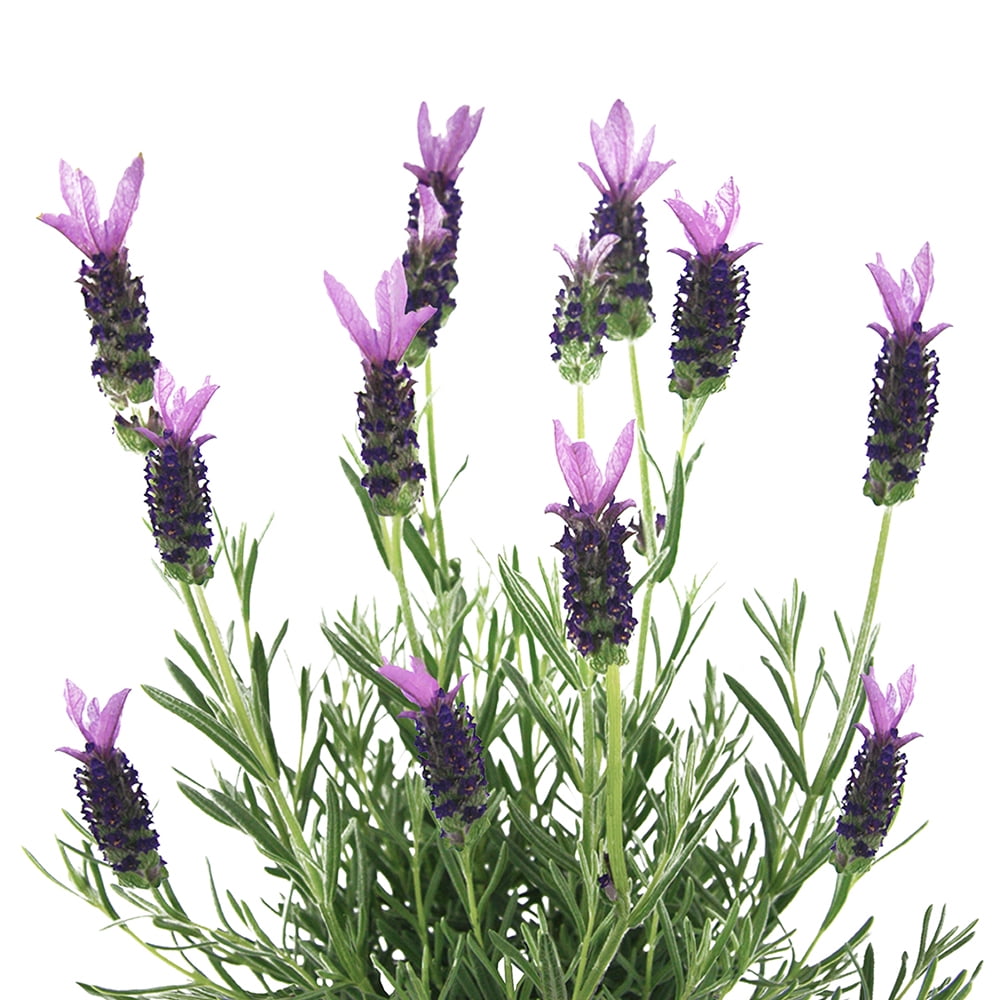 Expert Gardener 1.5G Spanish Lavender Live Plant Sun