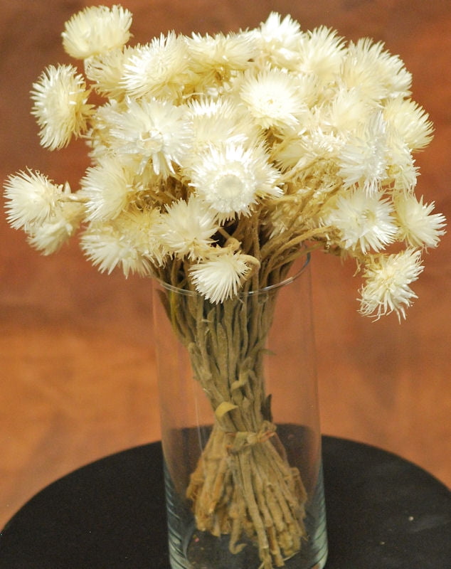 Dried Everlasting Flowers Natural Helichrysum White 1012in. long