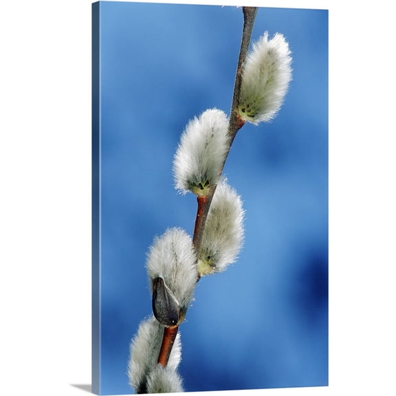 Great BIG Canvas | "Pussy Willow Catkins" Canvas Wall Art - 20x30