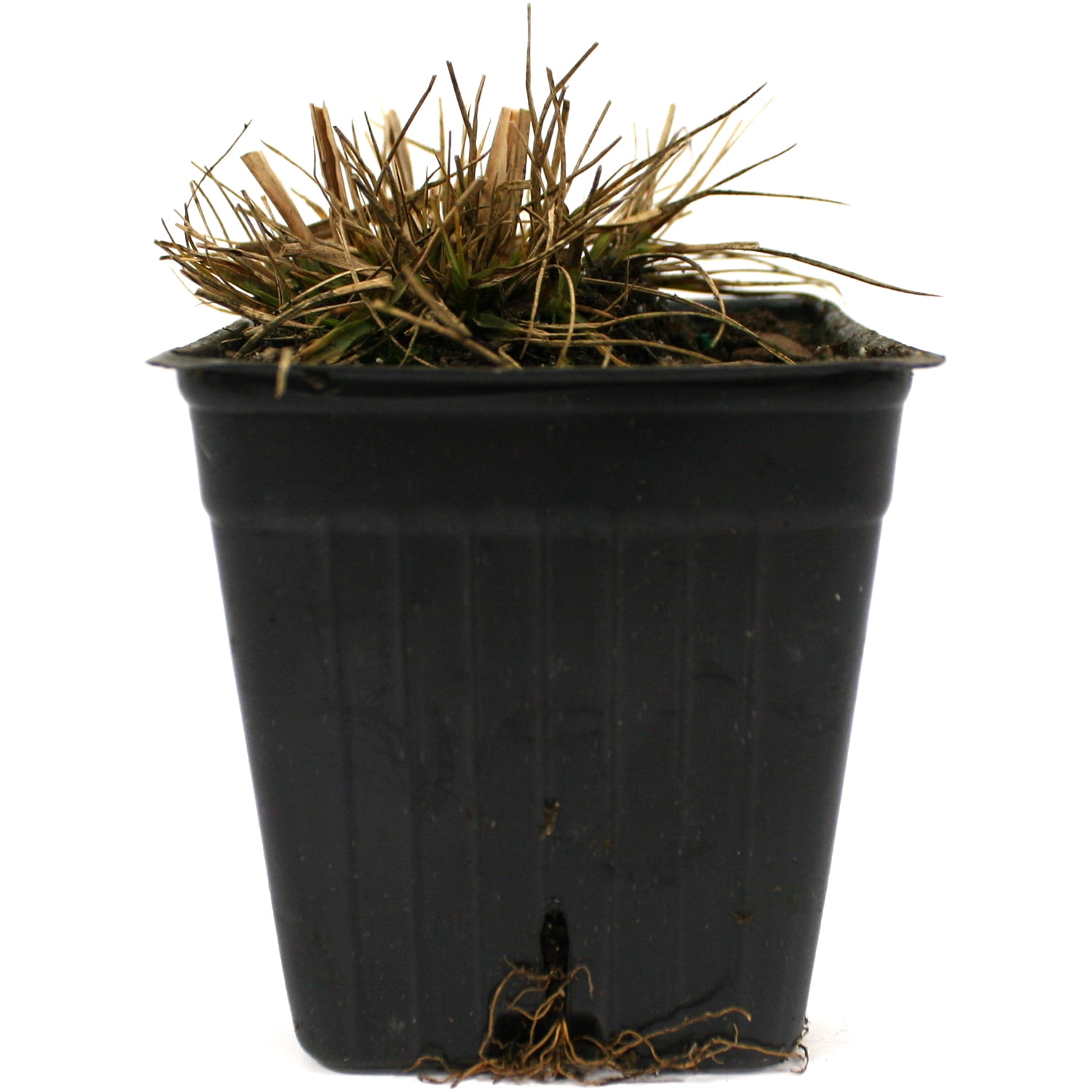 Van Zyverden Ornamental Grass Dwarf Fountain One Potted Plant Yellow Partial Sun Ornamental/Decorative 1 lb