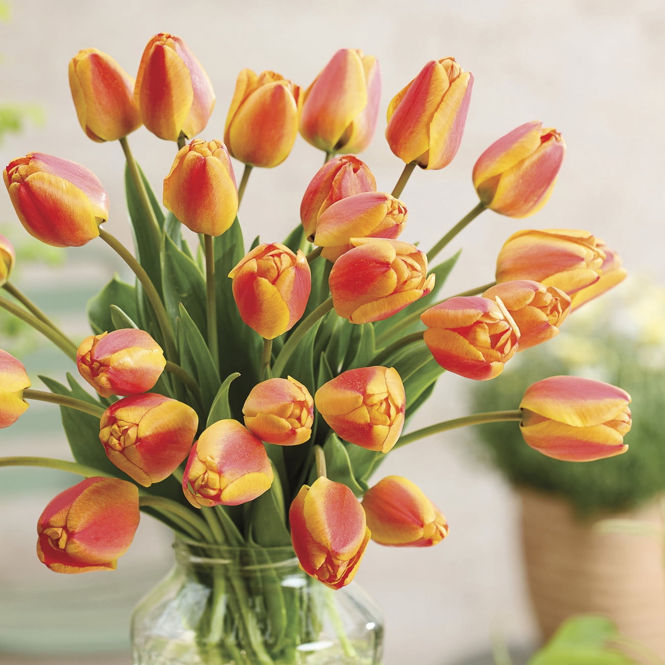 Van Zyverden Tulips Apeldoorns's Elite Set of 12 Bulbs, Multicolor, Partial Sun, Perennial