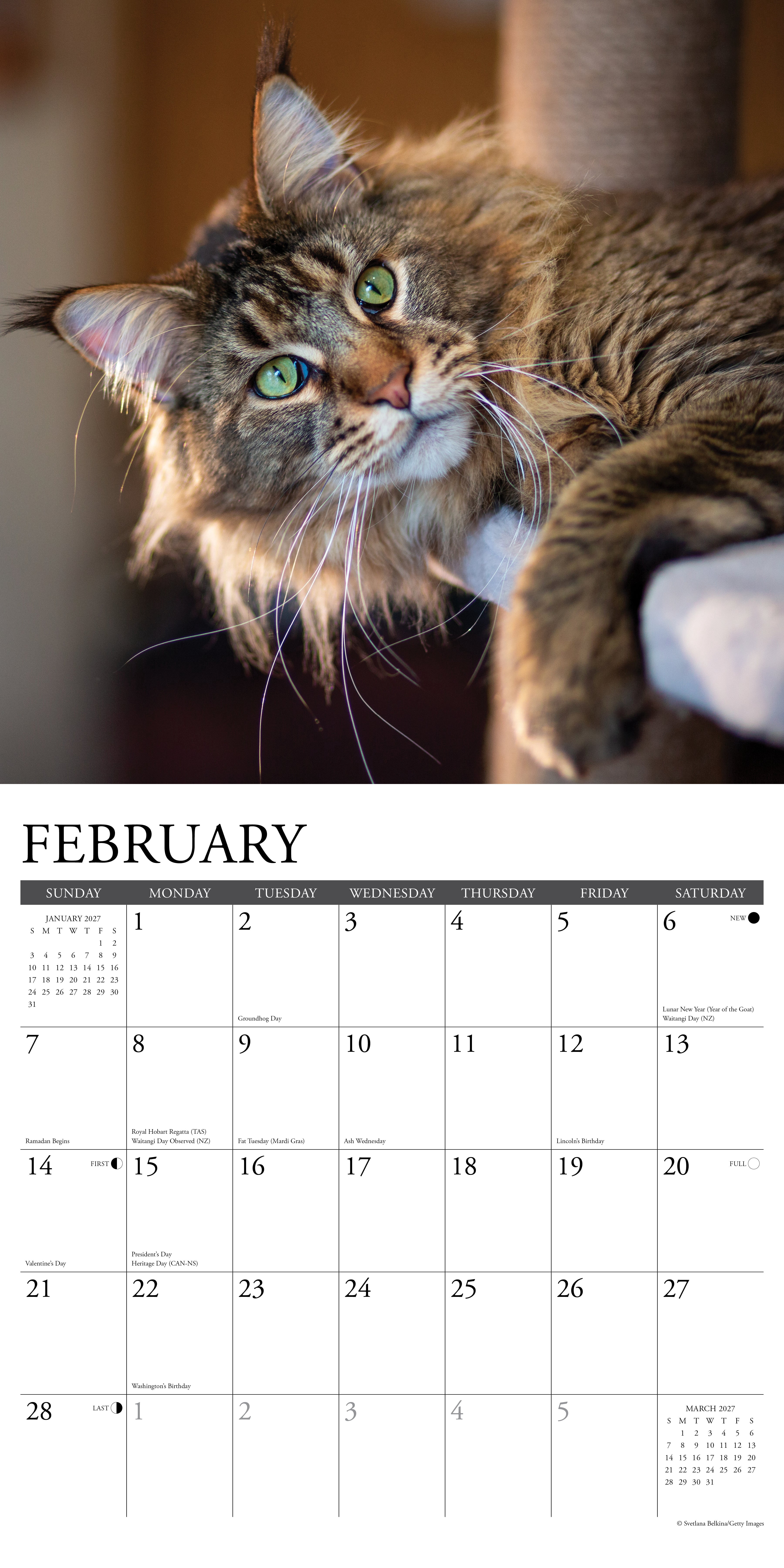 Willow Creek Press, Maine Coon Cats 2027 Wall Calendar