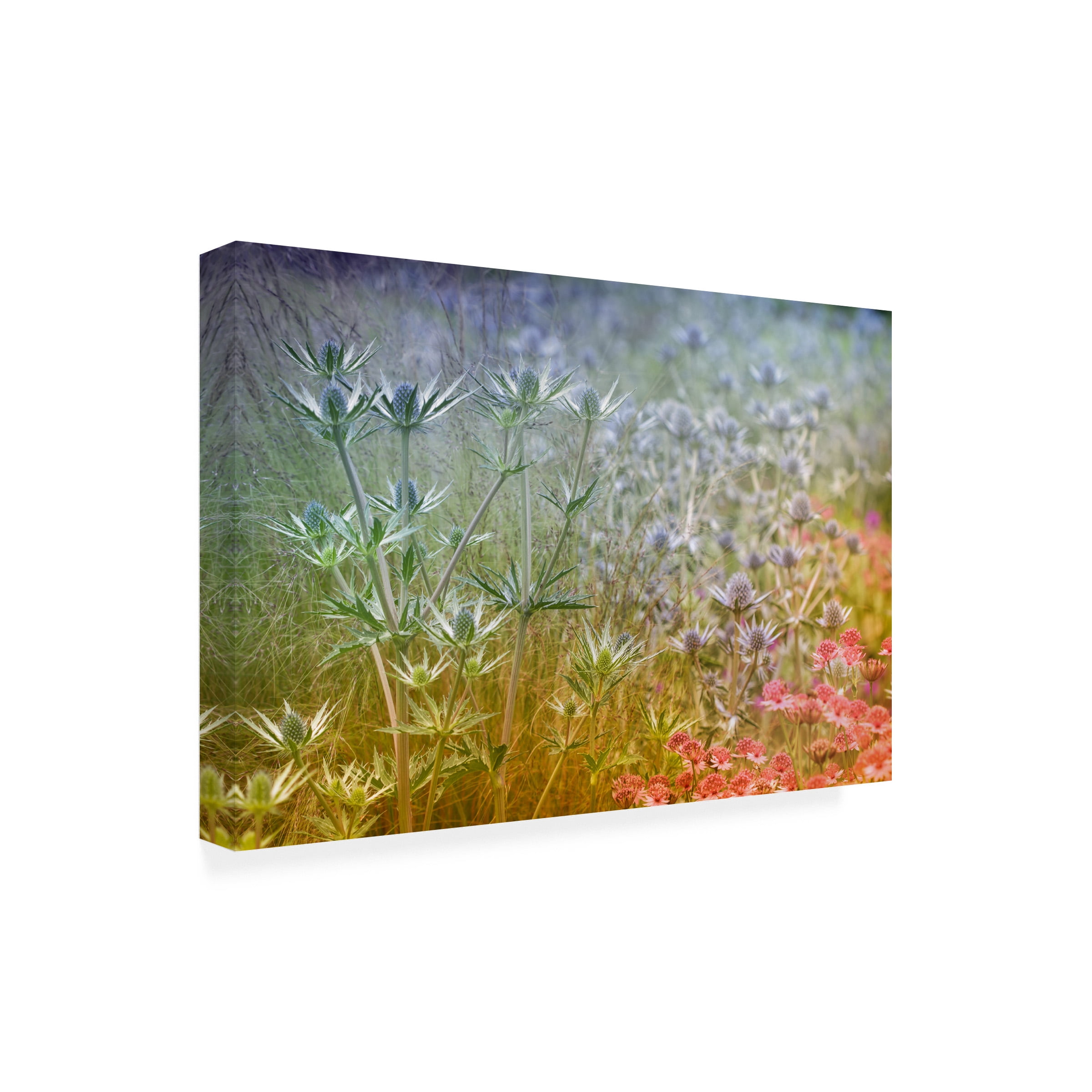 Steve Moore 'Rainbow' Canvas Art
