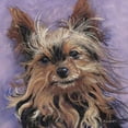 thumbnail image 3 of Golubski, Becky 12x12 Black Modern Framed Museum Art Print Titled - Teacup Yorkie, 3 of 5