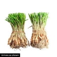 thumbnail image 2 of Walla Walla Onion Dormant Bare Root Vegetable Roots, 2-bunches per offer, 2 of 2