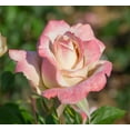 thumbnail image 2 of Pinkerbelle™ Rose, 2 of 3