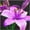 E, variant on Lily, Low Maintenance - Easy Grow - Ideal for Beds Borders, Plant Pots & Planters