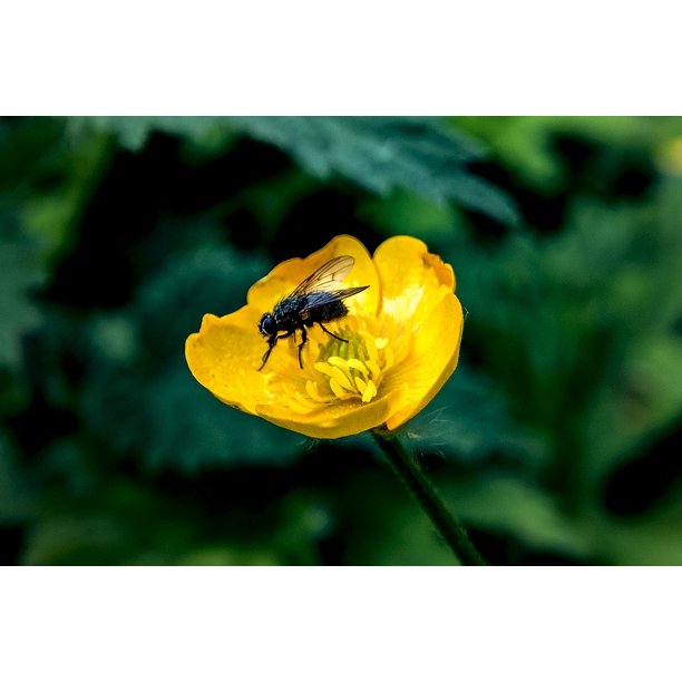 Download Bloom Buttercup Yellow Flower Outdoors Summer 12 Inch By 18 Inch Laminated Poster With Bright Colors And Vivid Imagery Fits Perfectly In Many Attractive Frames Walmart Com Walmart Com PSD Mockup Templates