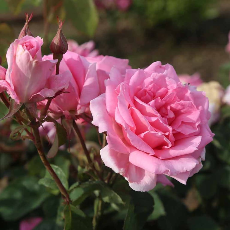 Heirloom Roses - Aunt Honey Hardy Rose Bush - Walmart.com