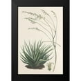 thumbnail image 2 of Unknown 17x24 Black Modern Framed Museum Art Print Titled - Agave Plant I, 2 of 5