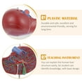 thumbnail image 5 of NICERIO Human Organ Model Human Anatomy Liver Anatomical Model Brown 1Set Teaching, 5 of 6