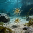 thumbnail image 5 of BotaniNest 2Pcs Simulation Urchins Swimming Slow Floating Soft Urchins Soft (6 Styles), 5 of 5