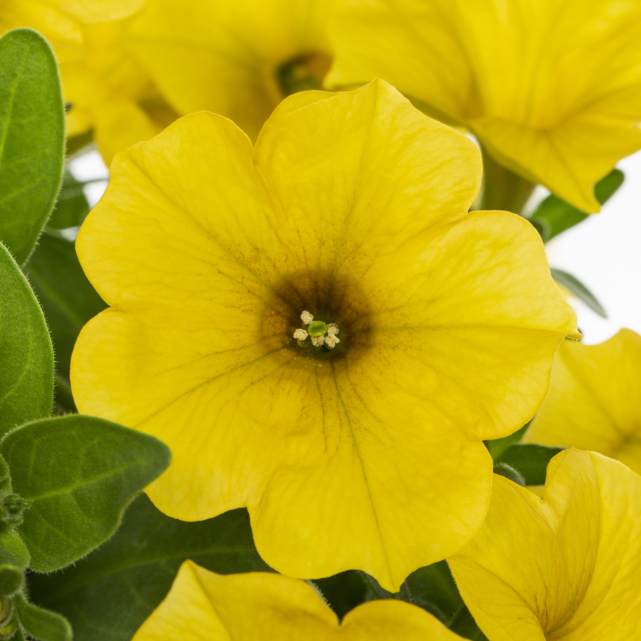 SuperCal 10" Yellow Sun Petchoa Live Plants in Grower Pots (3 Count)