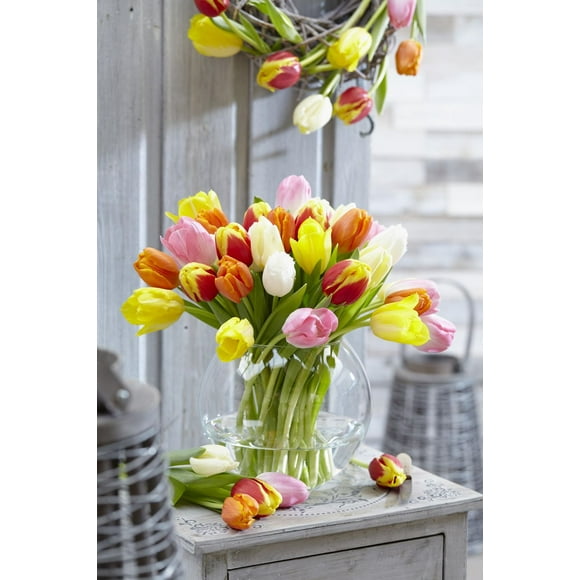 TASC Tulip Flower Bulbs-Tulip Triumph Assorted (20 Bulbs)