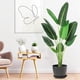 thumbnail image 2 of 5 ft artificial bird of paradise plant con trunks - ideal para para indoor/outdoor, home/oficina decor, perfect housewarming gift, 2 of 6