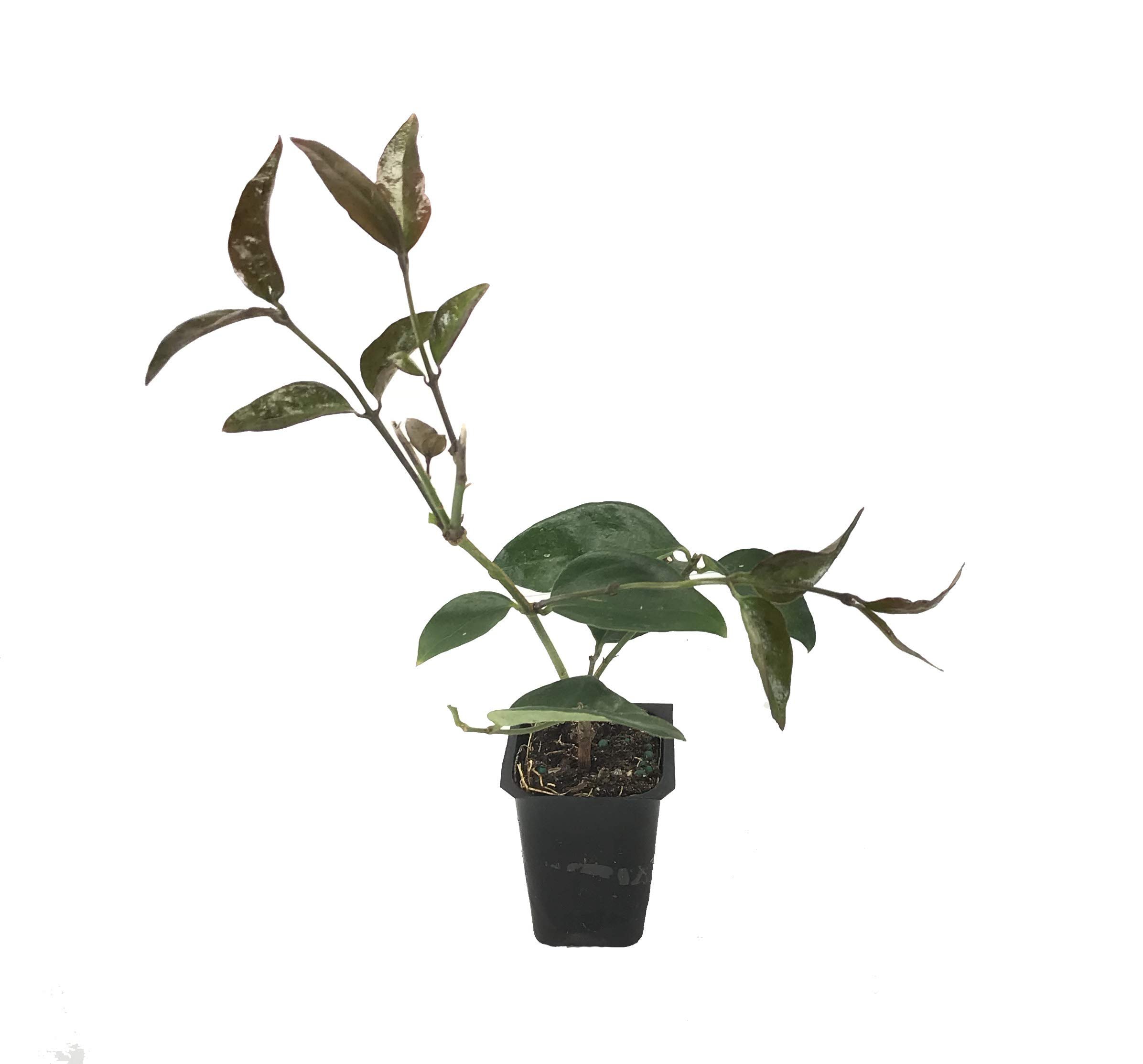 Star Jasmine - 3 Live Plants - Jasminum Nitidum - Fragrant Blooming Evergreen Vine
