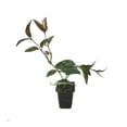 thumbnail image 2 of Star Jasmine - 60 Live Plants - Jasminum Nitidum - Fragrant Blooming Evergreen Vine, 2 of 8