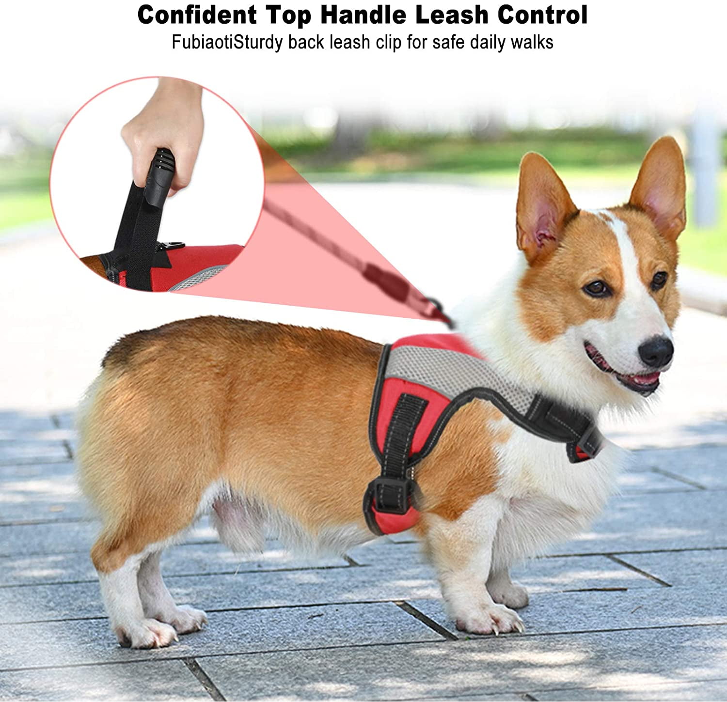 Whats The Best Harness For A