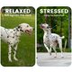 thumbnail image 2 of Correa reflectante HOWGO para perro Slip Lead con doble asa, negra, 2 of 6