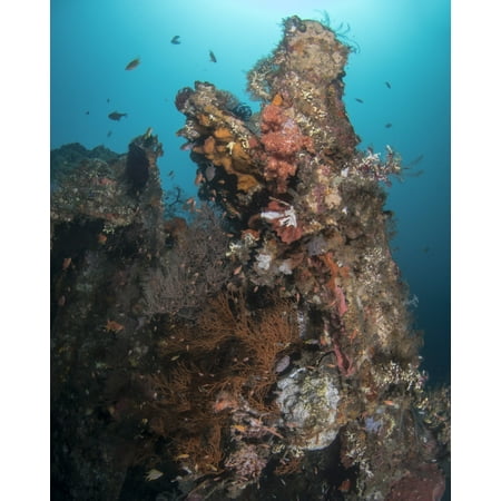 Marine life on the USS Liberty Wreck off Tulamben on the island of Bali Indonesia Poster Print by Brandi MuellerStocktrek (Best Islands Of Indonesia)