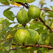 Guava Seed Oil (Psidium Guajava) – 100% Pure Cold-Pressed Antioxidant-Rich Face, Body & Hair Oil by Relaxcation | 0.5–4 fl oz