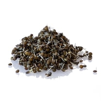 Organic Black Lentil Sprouting Seeds Bulk Storage Can- 5 Lb ~48K Seeds - Grow Non-GMO Sprouts - Delicious & Healthy Living, Raw Food