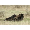 thumbnail image 2 of Peaco, Jim 14x11 White Modern Wood Framed Museum Art Print Titled - Grizzly Sow Nursing Cubs near Fishing Bridge, Yellowstone National Park, 2 of 4