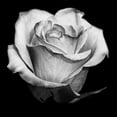 thumbnail image 2 of Graciet, Stephane 26x26 White Modern Wood Framed Museum Art Print Titled - Black and White Rose, 2 of 4