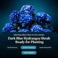 thumbnail image 5 of Hydrangea Shrub, Shade Plant for Gardens-Easy Grow-Low Maintenance-Ideal for Beds Borders, Plant Pots & Planters, 5 of 5