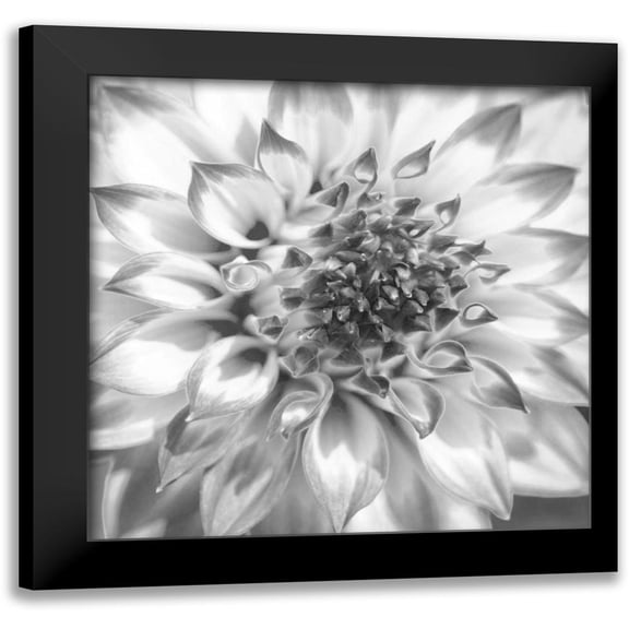 Foschino, Suzanne 12x12 Black Modern Framed Museum Art Print Titled - Black and White Dalia 4
